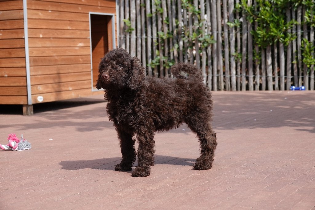 Chocolade kleine medium Labradoodle pups (geteste ouders), Dieren en Toebehoren, Parvo, België, 15 weken tot 1 jaar, Overige rassen
