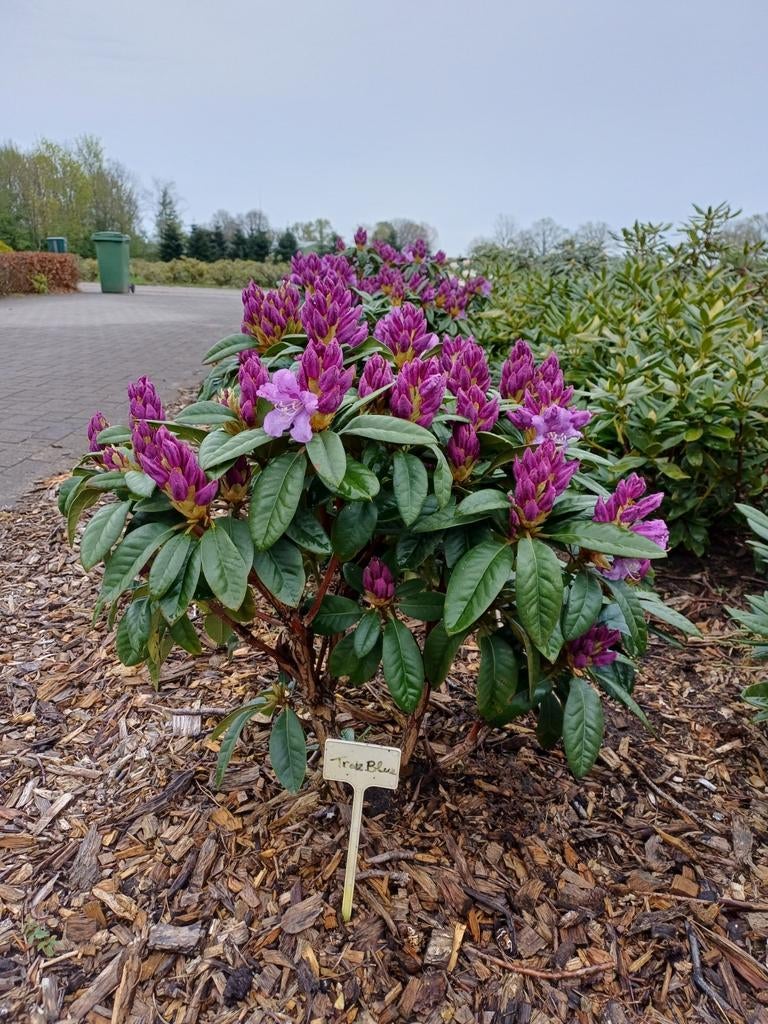 Rhododendron Treubleu, Ophalen