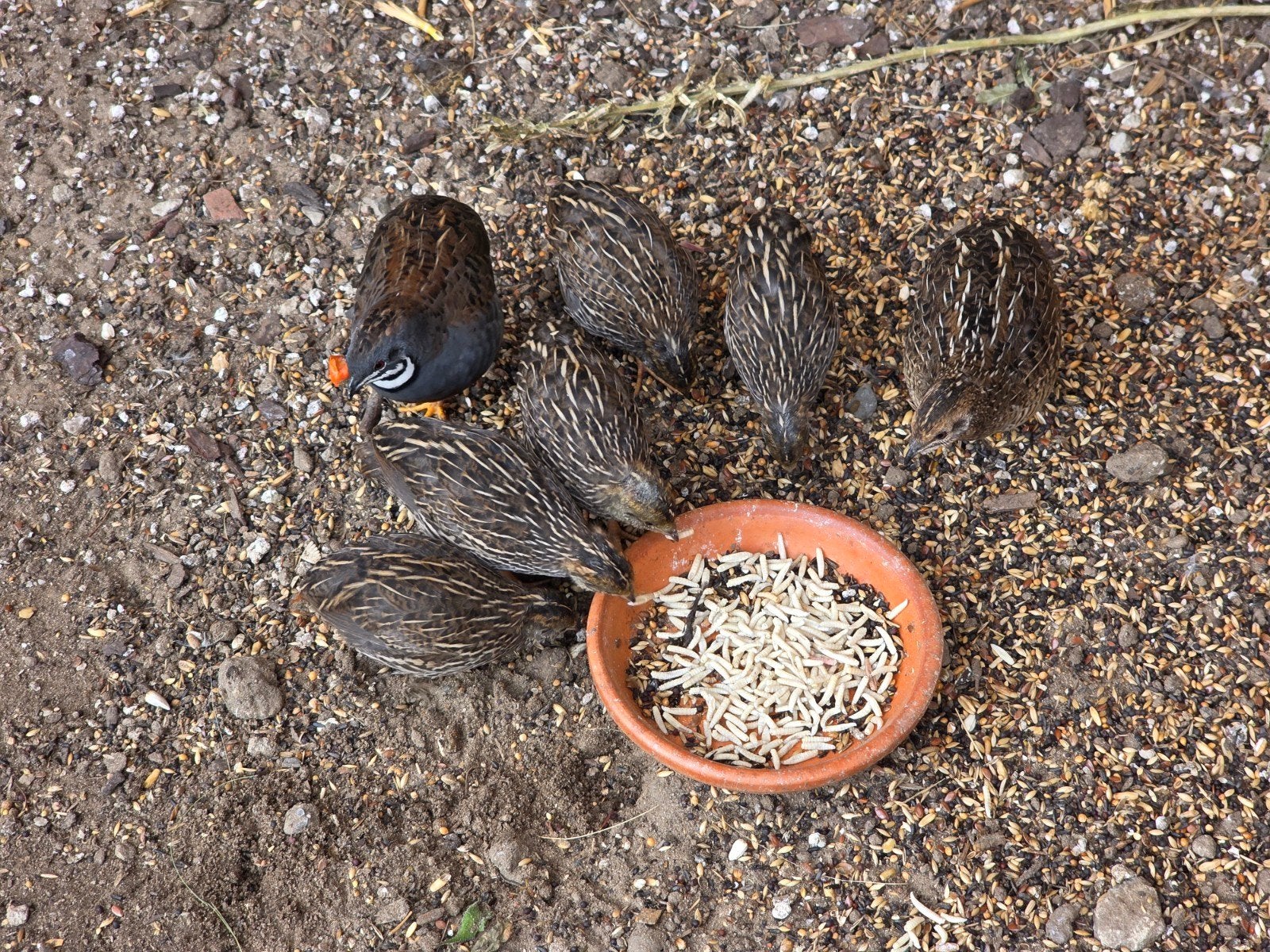 Natuurbroed Chinese Dwergkwartels (100% Wildkleur), Plusieurs animaux, Autres espèces