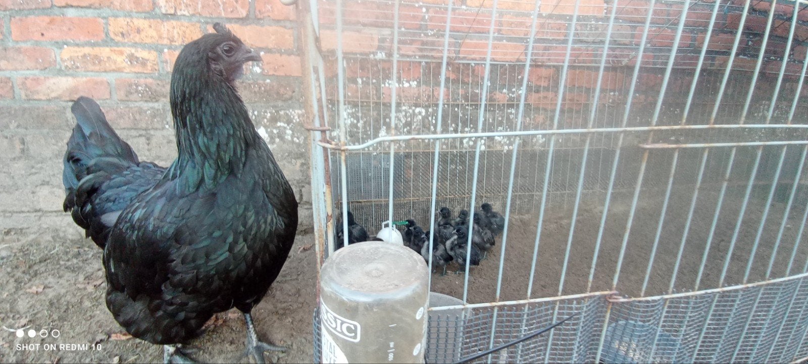 Kuikens Ayam Cemani