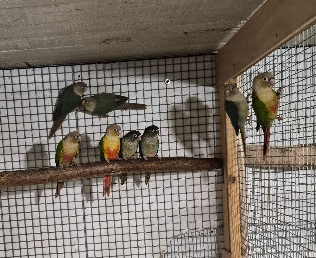 Conure molinae, Perruche, Bagué