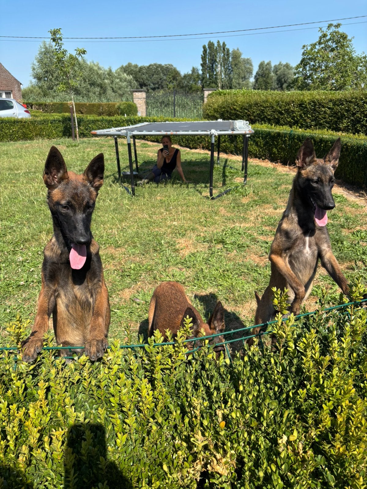 Bergers de Malines, Animaux & Accessoires, Chiens | Bergers & Bouviers, 15 semaines à 1 an, Éleveur | Professionnel, Plusieurs
