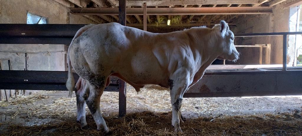 Jonge dekstieren, Dieren en Toebehoren, Runderen, Mannelijk, 0 tot 2 jaar