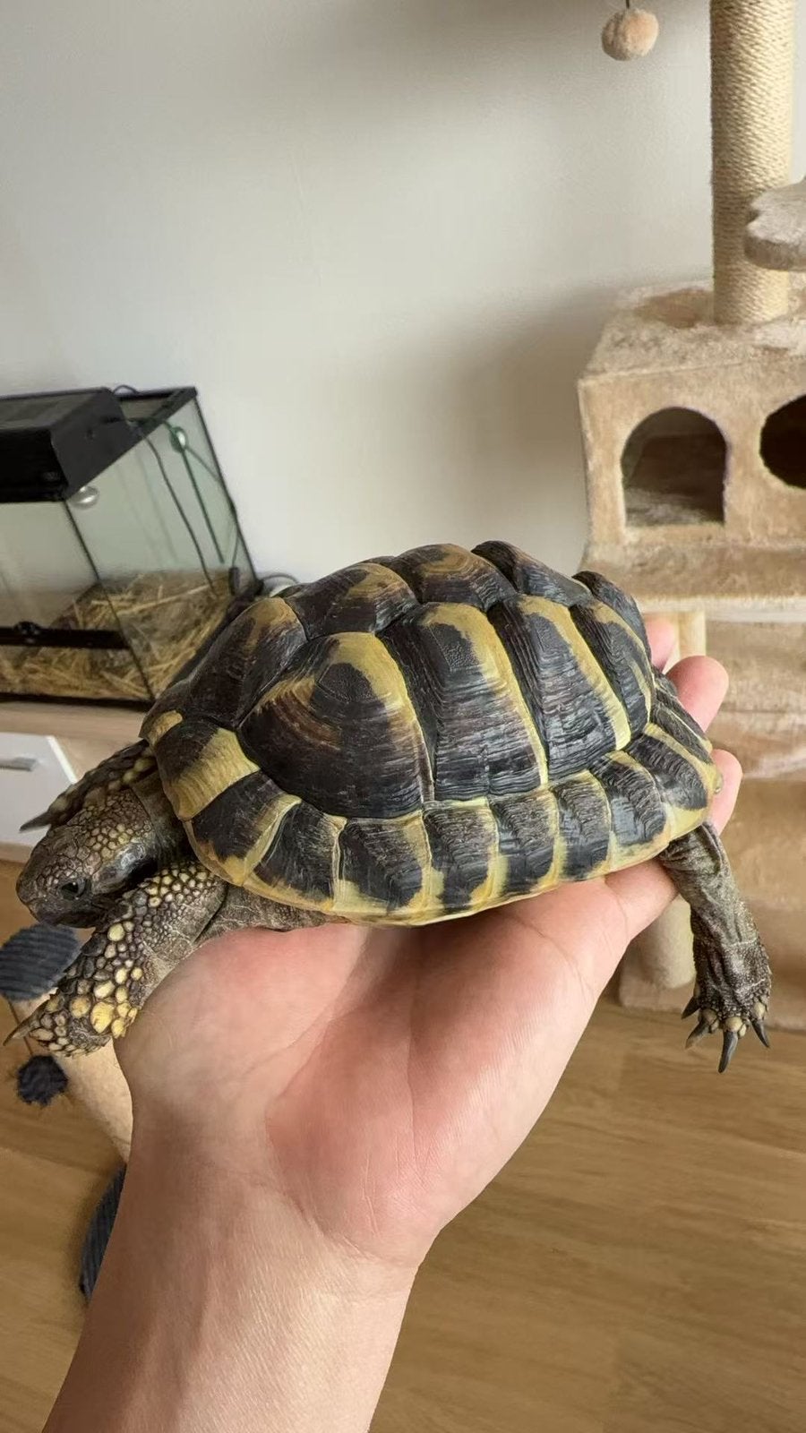 Mediterrane landschildpadden, Animaux & Accessoires, Tortue, 3 à 6 ans
