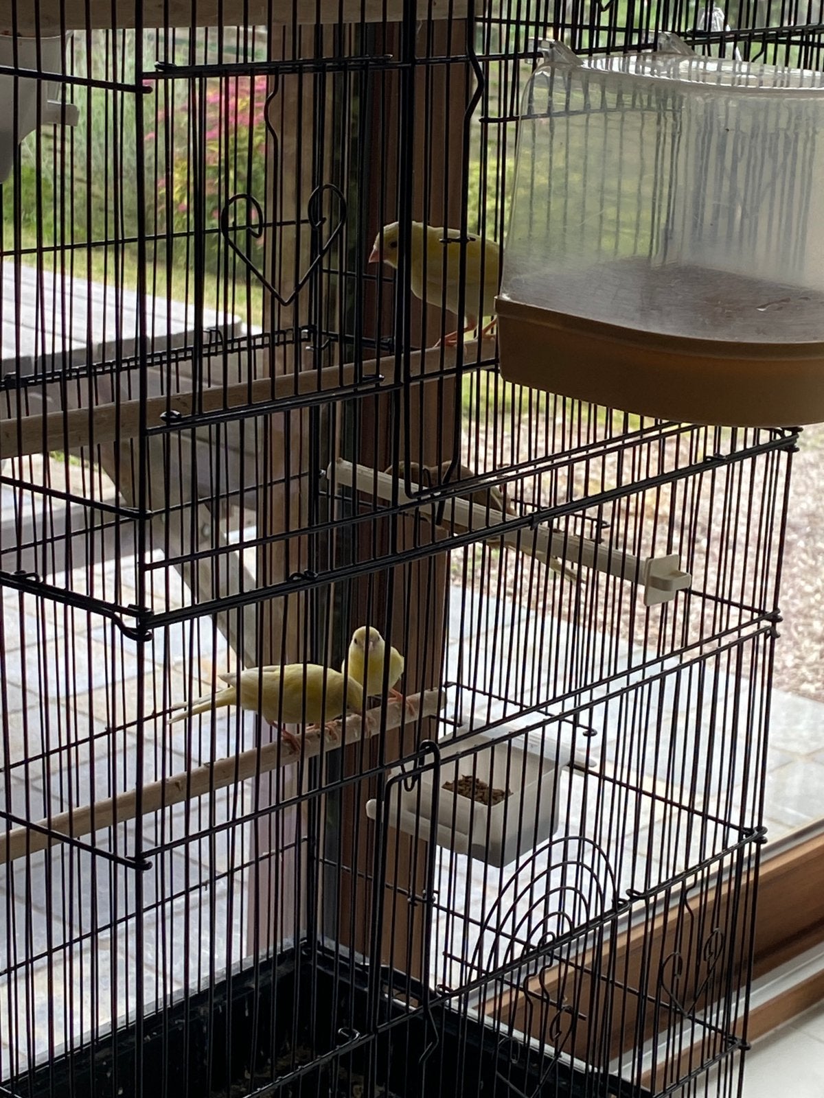 Kanariejongen, Dieren en Toebehoren, Vogels | Kanaries