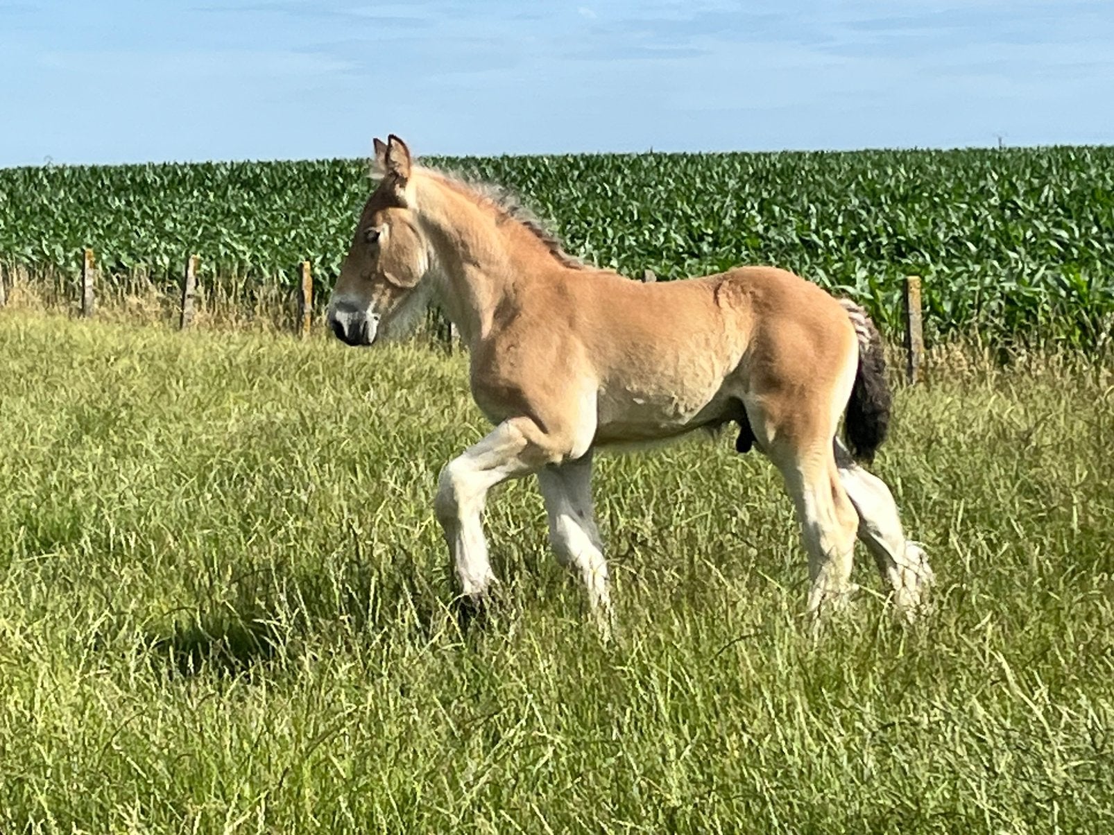 Bruin trekpaard hengstveulen Mathis van de Zoetemond, Dieren en Toebehoren, Paarden, Hengst, Niet van toepassing, Met stamboom