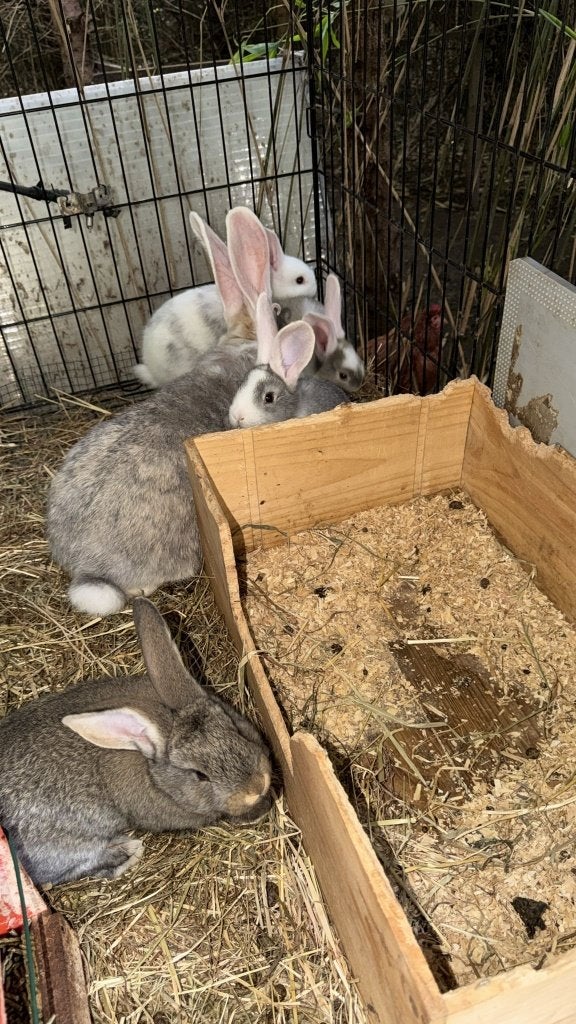 Konijnen, Dieren en Toebehoren, Konijnen, Middelgroot