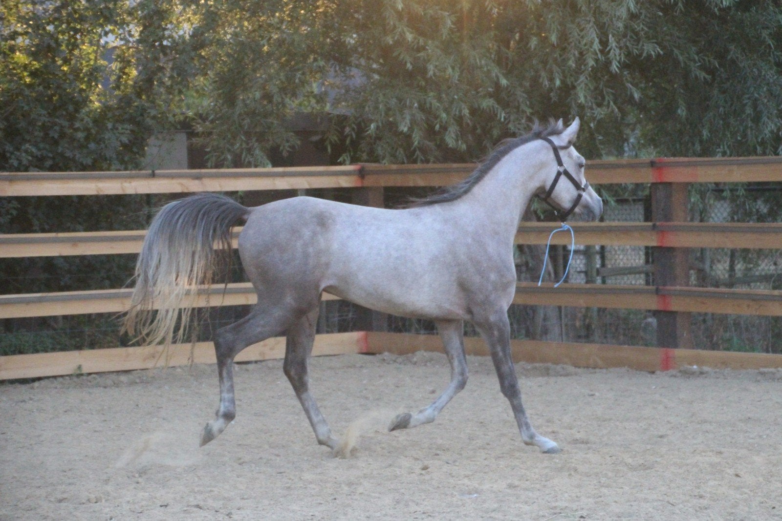 Kruising welsh x arabier 1m37 d-pony 3 jaar
Kruising arabier, Dieren en Toebehoren, Pony's, Ruin, Onbeleerd, Ontwormd