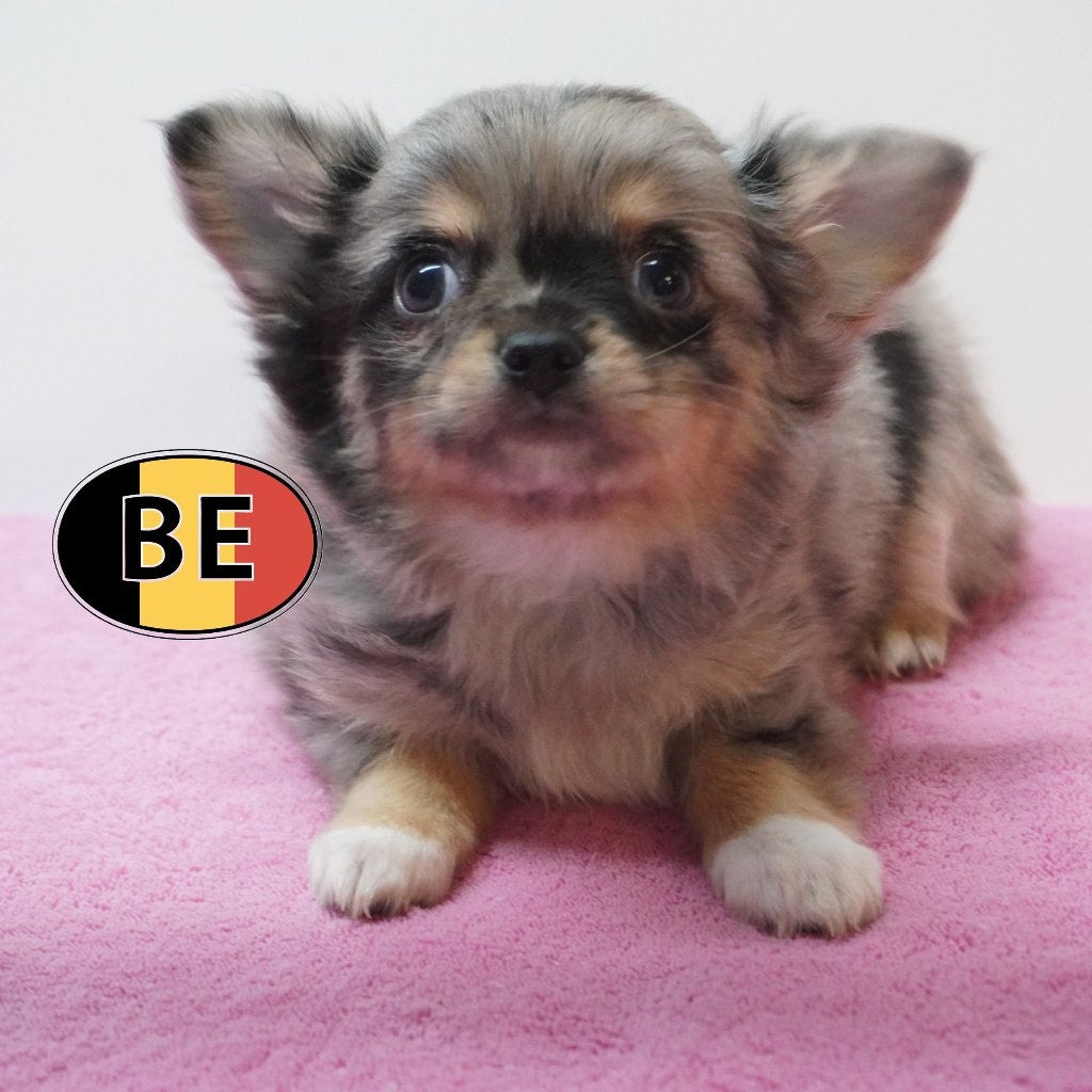 Chihuahua - Prachtige Langharige pups (Belgisch), Dieren en Toebehoren, België, Handelaar, CDV (hondenziekte), 8 tot 15 weken