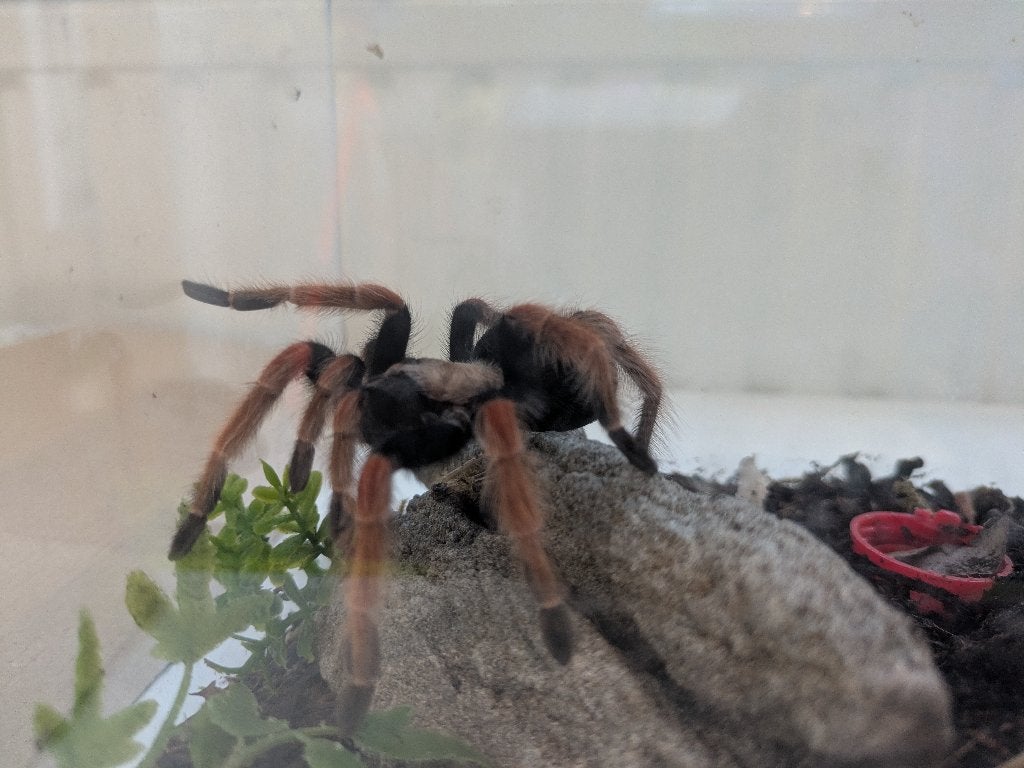 Vogelspin B. Boehmei, Dieren en Toebehoren, Spin of Schorpioen