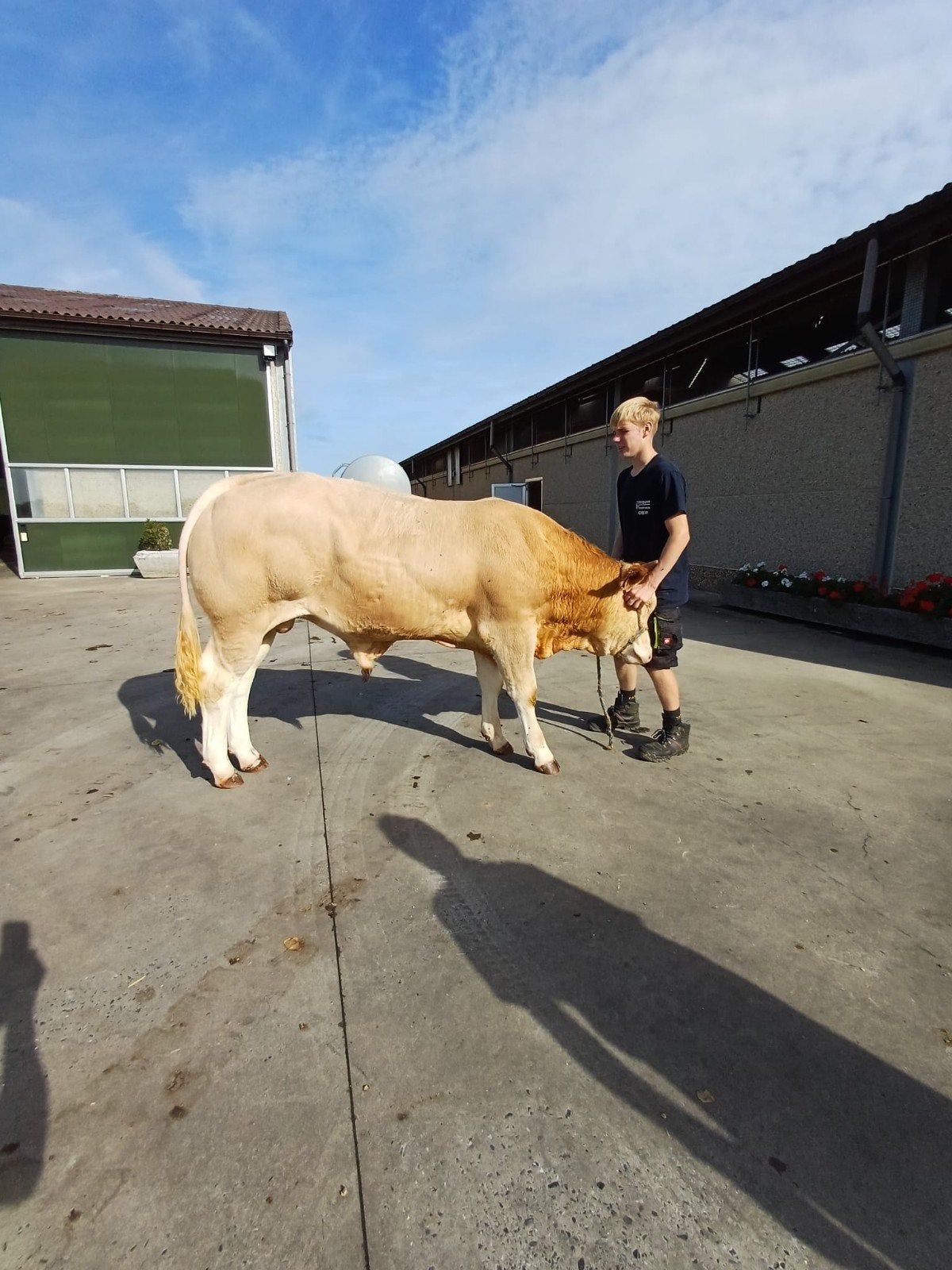 blonde d'aquitaine dekstier, Dieren en Toebehoren, Mannelijk, 0 tot 2 jaar