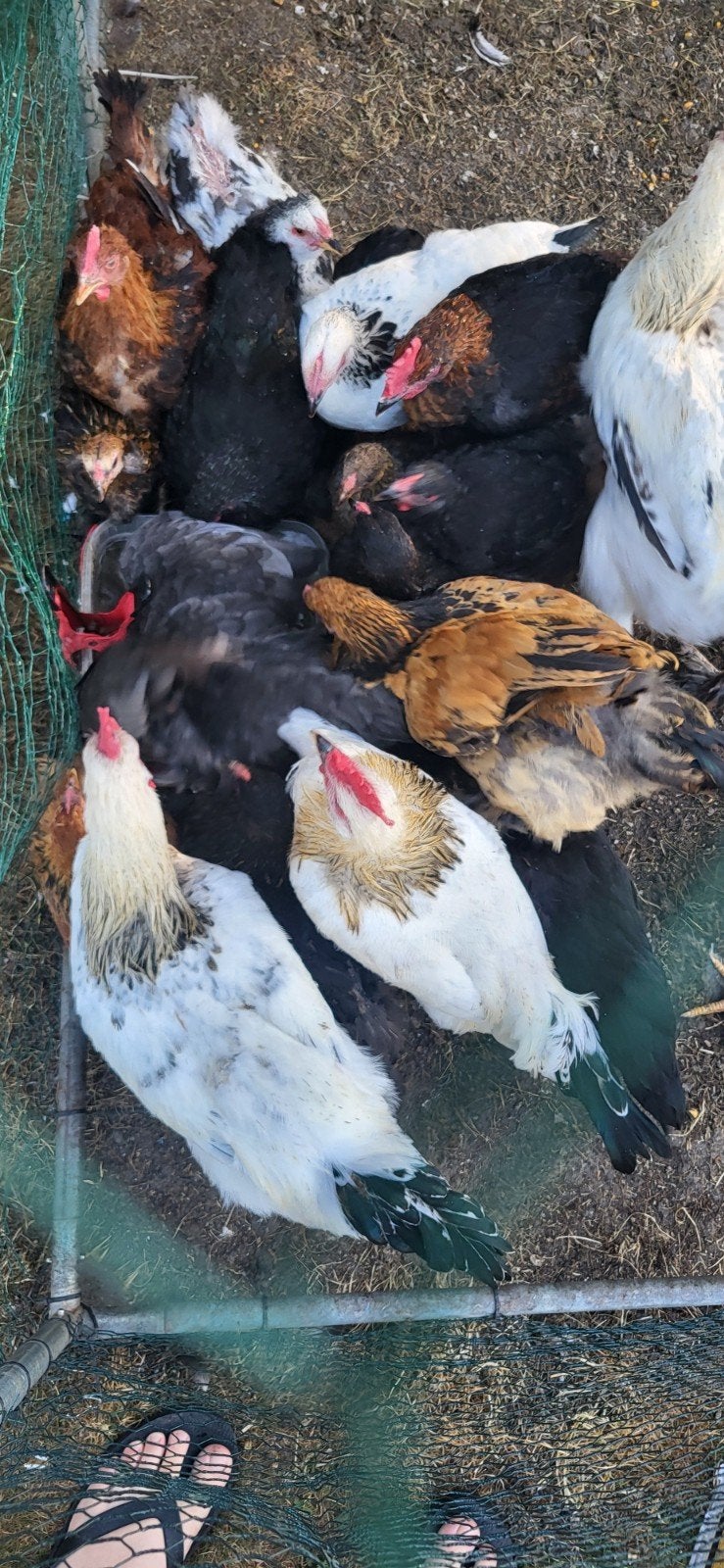 lot poules et coq