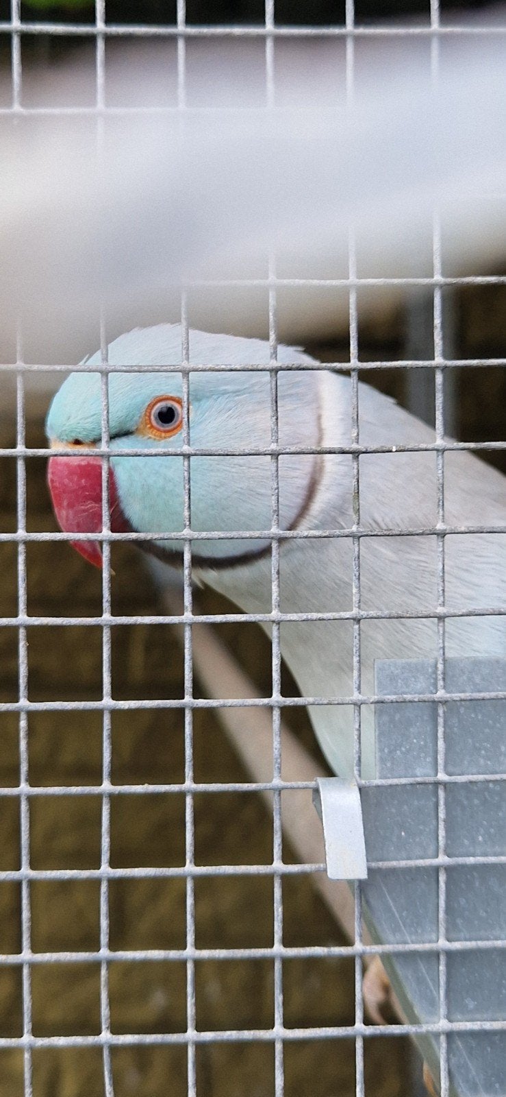 2 koppels halsbandparkieten, Dieren en Toebehoren, Meerdere dieren, Parkiet, Geringd