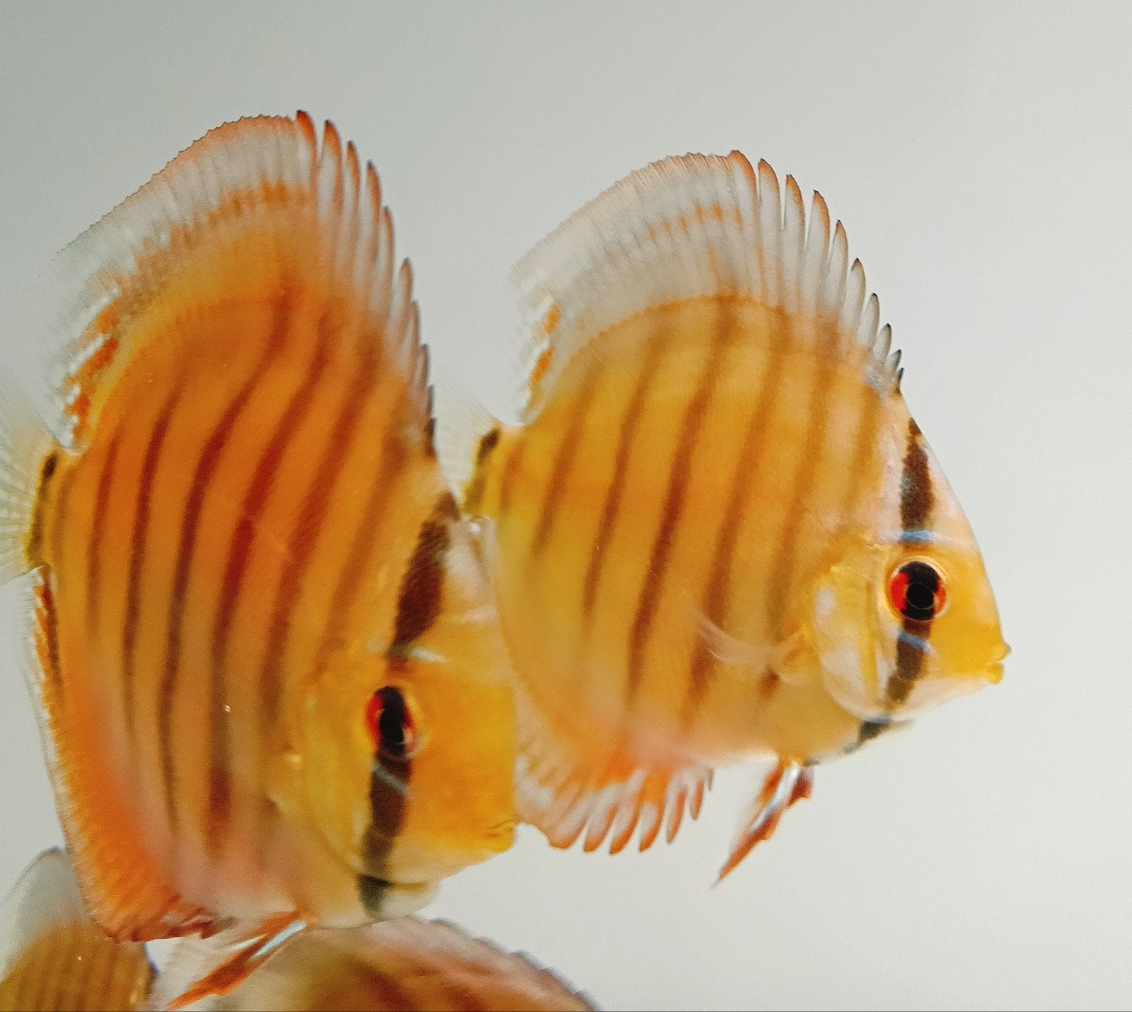 Discus Téfé, Cuipéua, red Ica