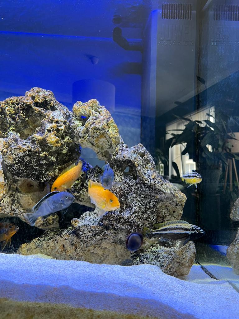 Cyclide malawi, Dieren en Toebehoren, Vissen | Aquariumvissen, Vis, Zoetwatervis