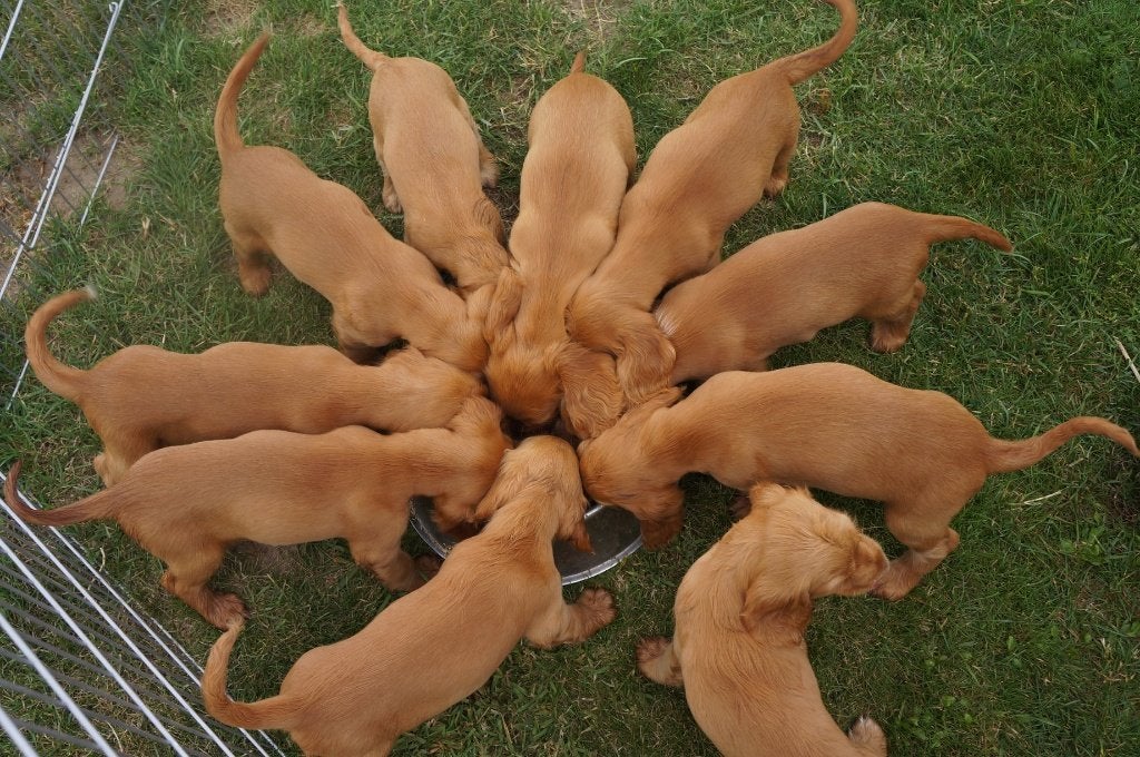 Engelse cocker spaniel pups, Dieren en Toebehoren, België, Fokker | Hobbymatig, 8 tot 15 weken, Parvo