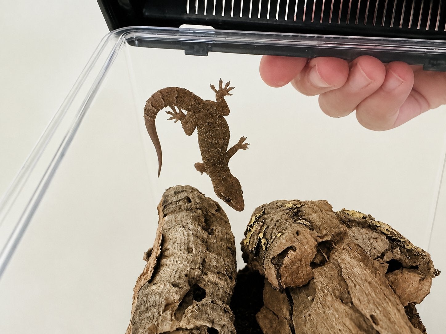 Hemidactylus frenatus (Common House Gecko) + terrarium, Avec terrarium, 0 à 2 ans