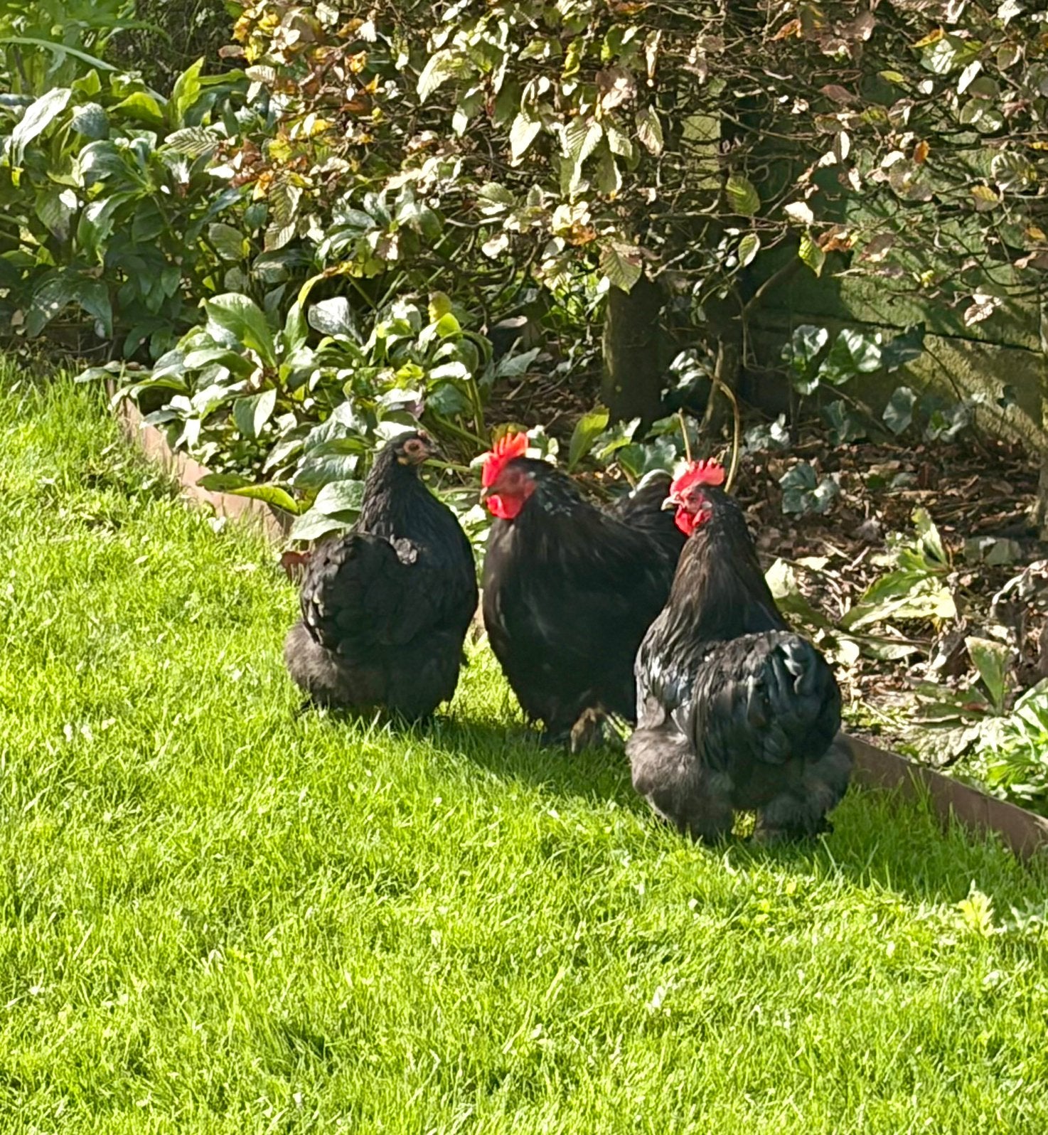 Cochin kriel, Dieren en Toebehoren, Mannelijk, Kip