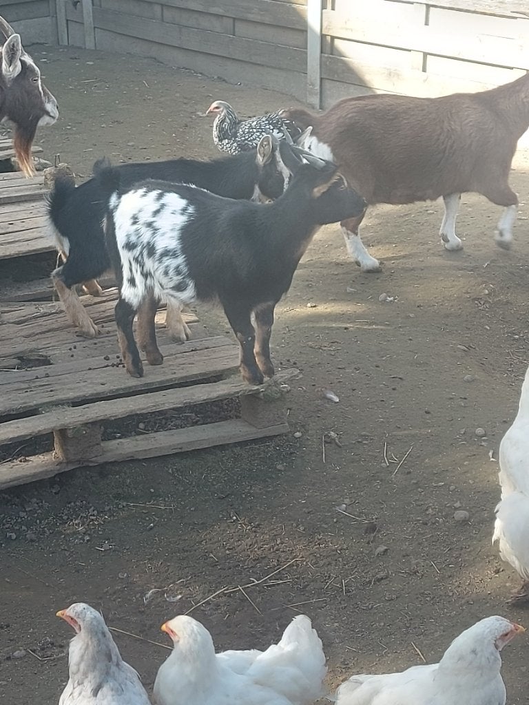 Twee jonge geitjes, Vrouwelijk, Geit, 0 tot 2 jaar