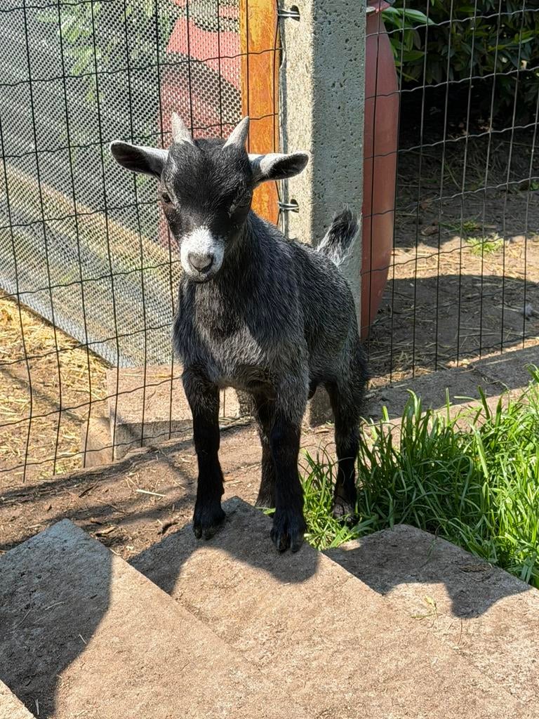 Dwerggeit bokje, Dieren en Toebehoren, Mannelijk, Geit, 0 tot 2 jaar