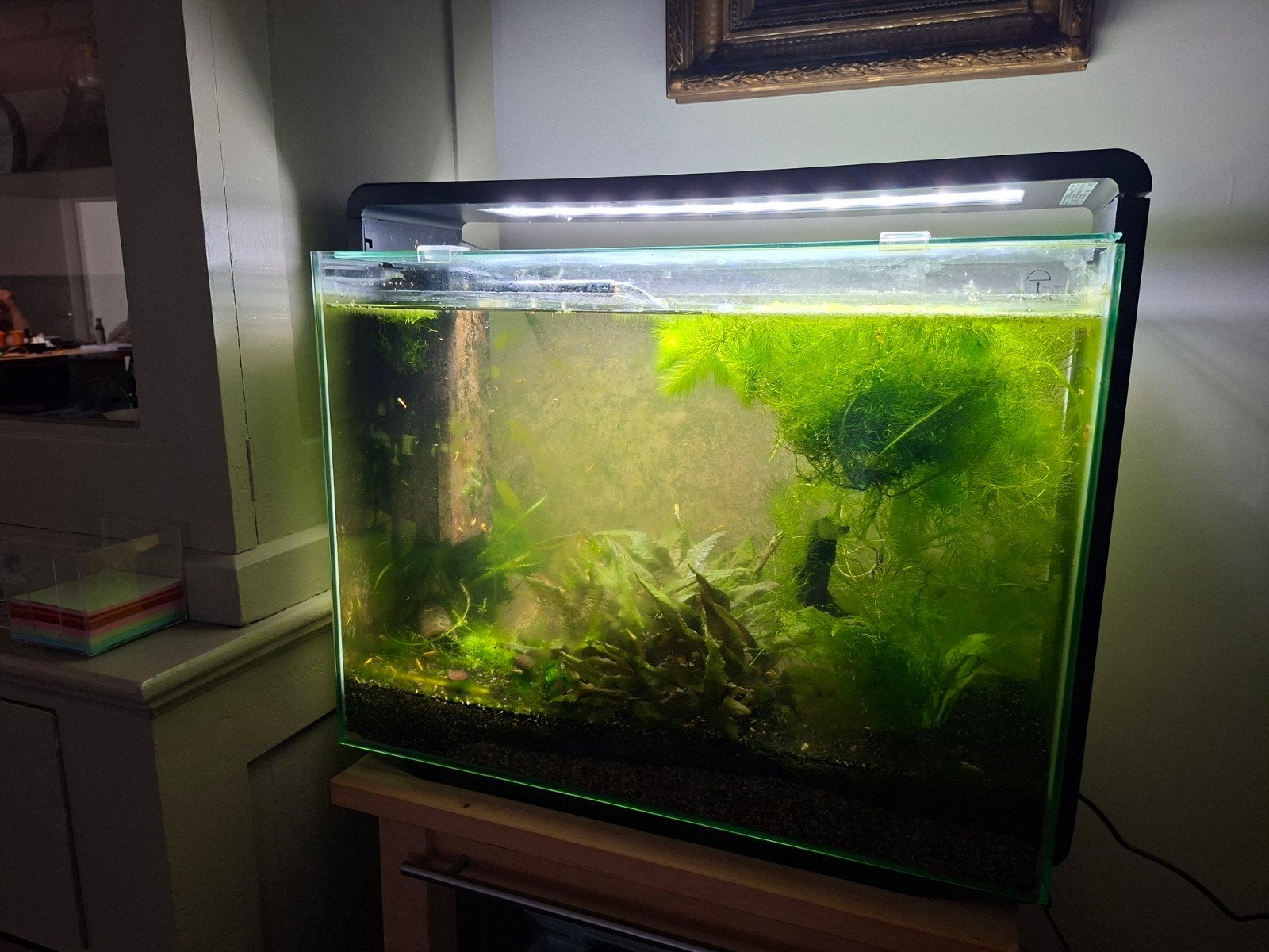 Superfish Home 80+ grand groupe de crevettes Ultra Gold, Animaux & Accessoires, Aquarium d'eau douce rempli, Poissons inclus, Enlèvement