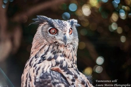 Stage de fauconnerie – Expérience unique avec rapace, Enlèvement, Neuf