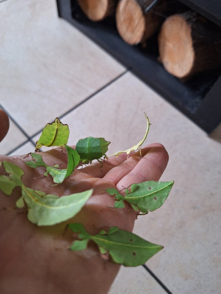 Cryptophyllium limogesii wandelende bladeren, Dieren en Toebehoren, Wandelende tak