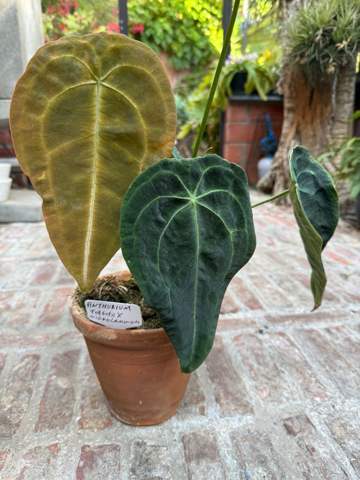 Anthurium forgetii x nigrolaminum ., Huis en Inrichting, Ophalen, Halfschaduw