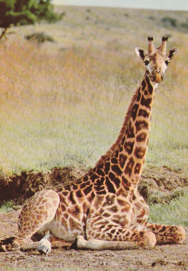 GIRAFFE, Ophalen of Verzenden, Ongelopen, Wild dier