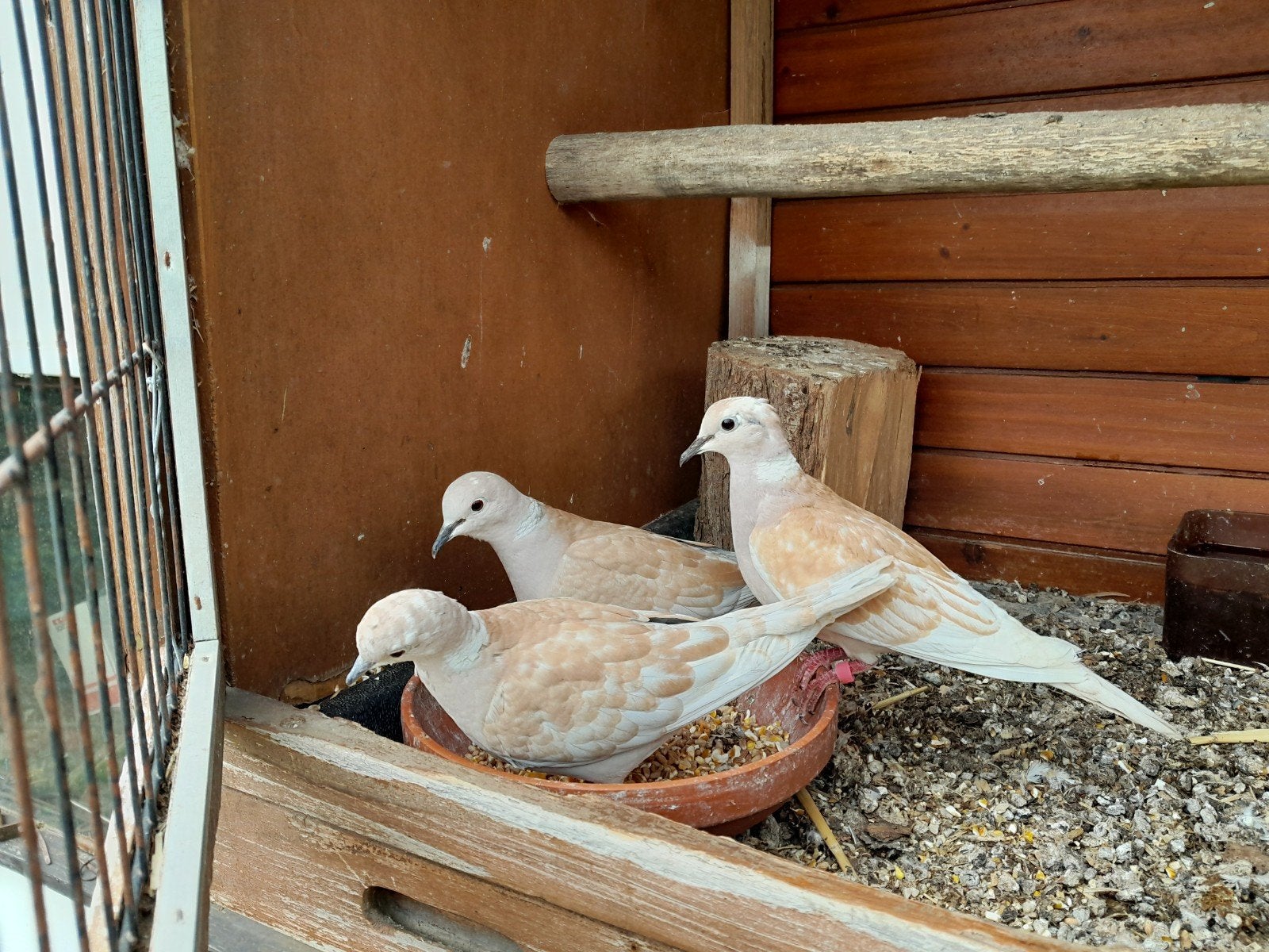 Lach/tortelduifjes, Dieren en Toebehoren