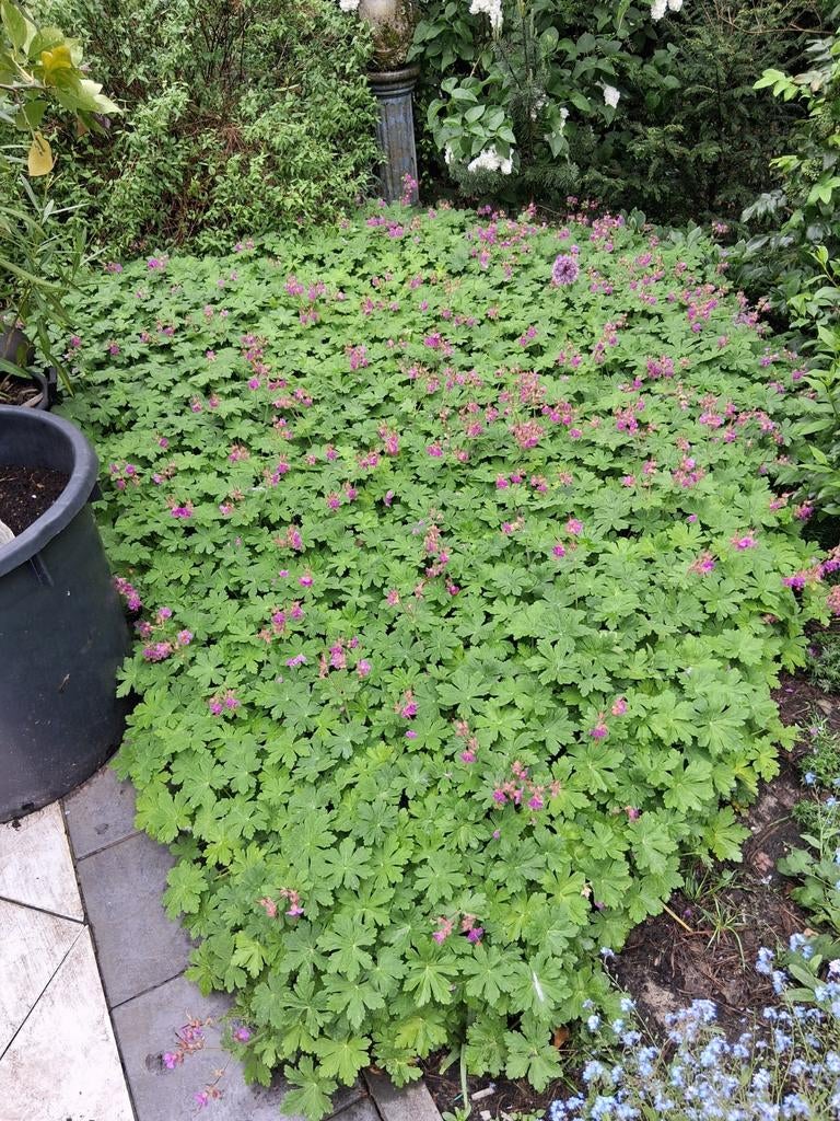 Tuingeraniums 20 voor 5 euro, Enlèvement