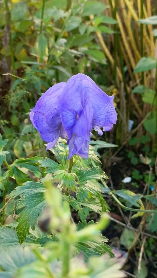 Monnikskap, vanaf 1,5 euro /potje, Tuin en Terras, Volle zon, Vaste plant, Zomer, Ophalen