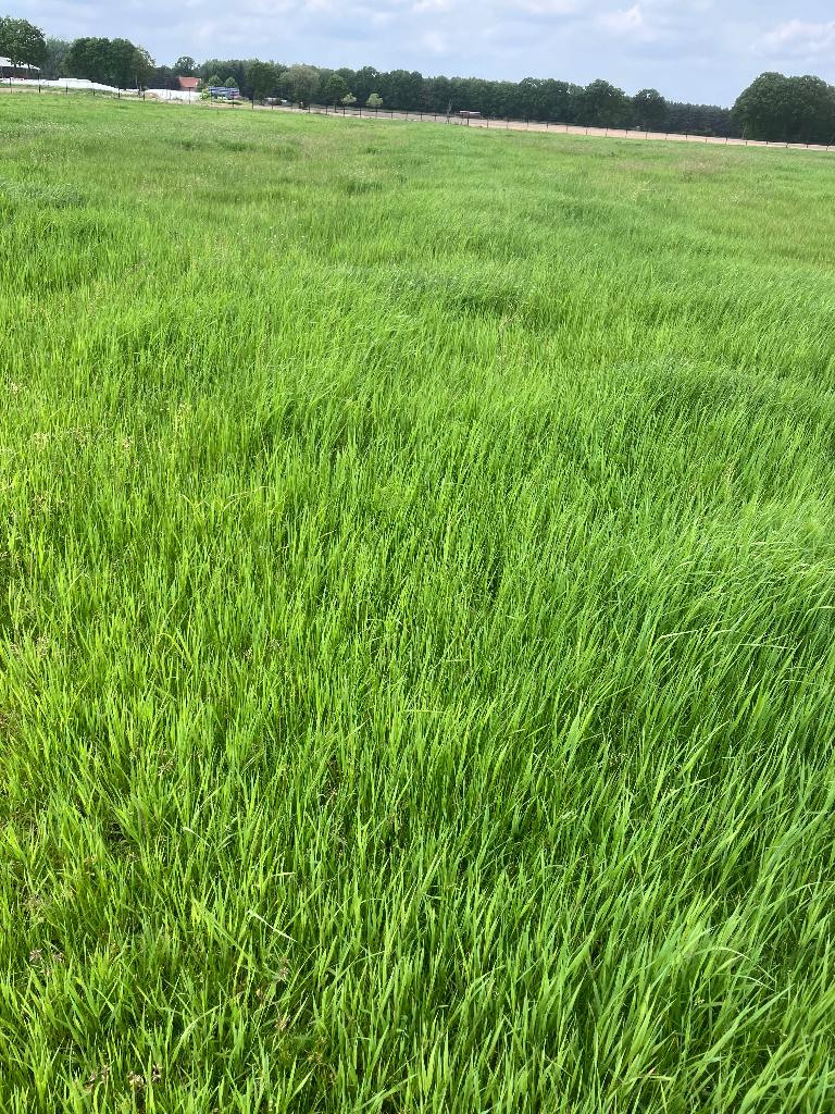 Gras te maaien zeer goede kwaliteit