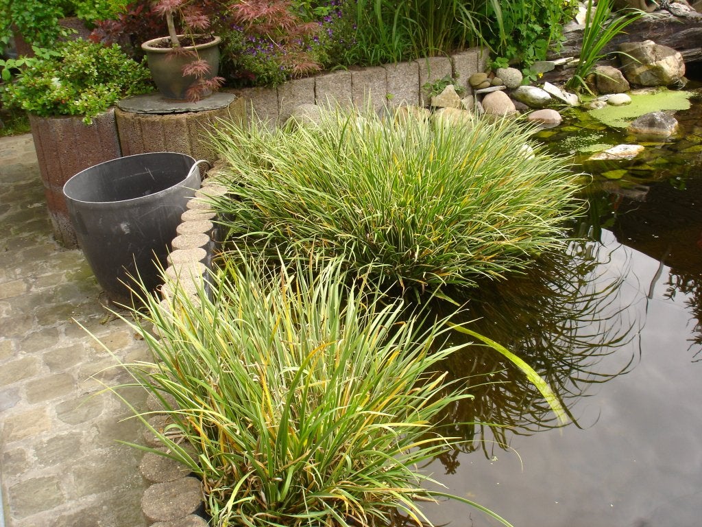 Blonde calmus scheuten en grotere stukken, Jardin & Terrasse, Accessoires pour étangs, Enlèvement, Neuf, Filtre de bassin