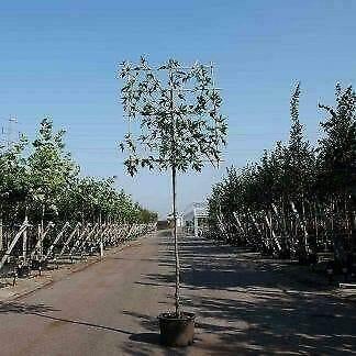 Lei Amberboom | Liquidambar Leiboom van BetuweBomen, Tuin en Terras, Ophalen of Verzenden, In pot, Leiboom