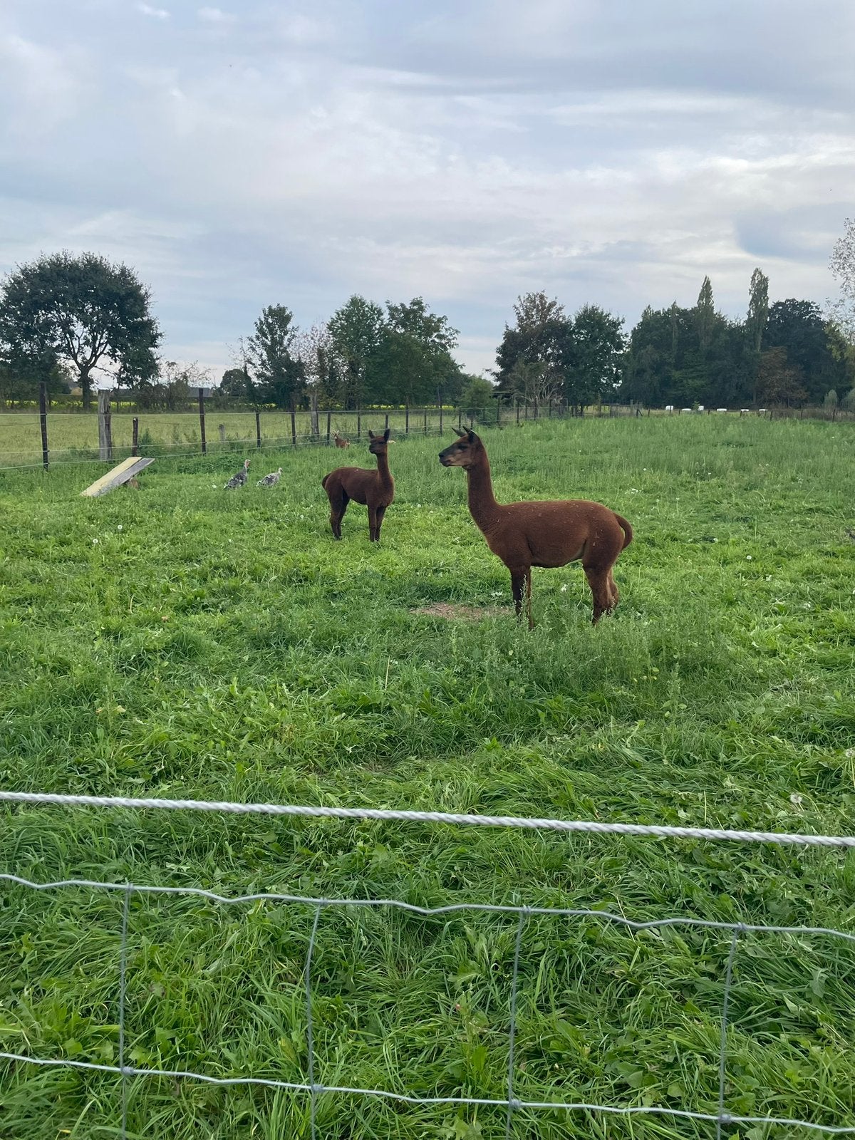 Alpaca koppel te koop, Meerdere dieren