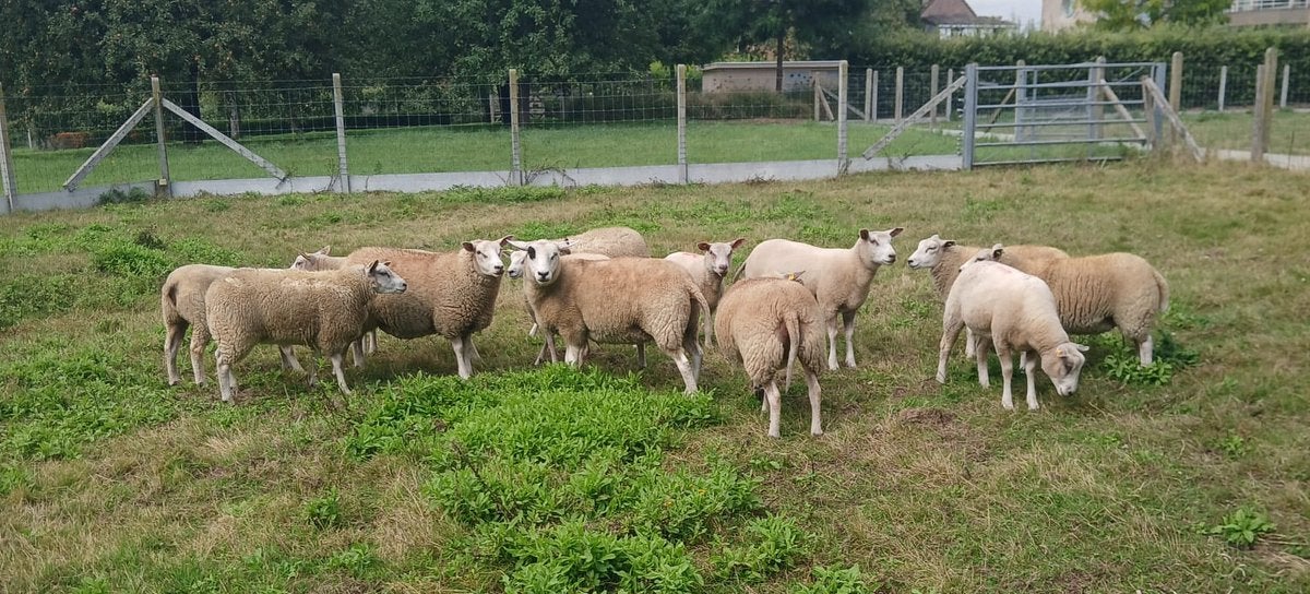 Jonge ooien te koop, 0 tot 2 jaar