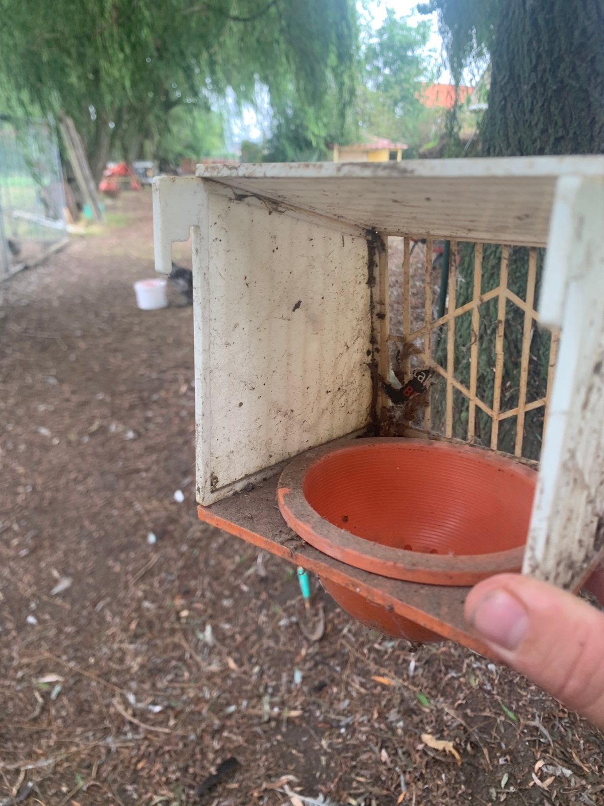 Nichoirs à oiseaux des Canaries, Animaux & Accessoires