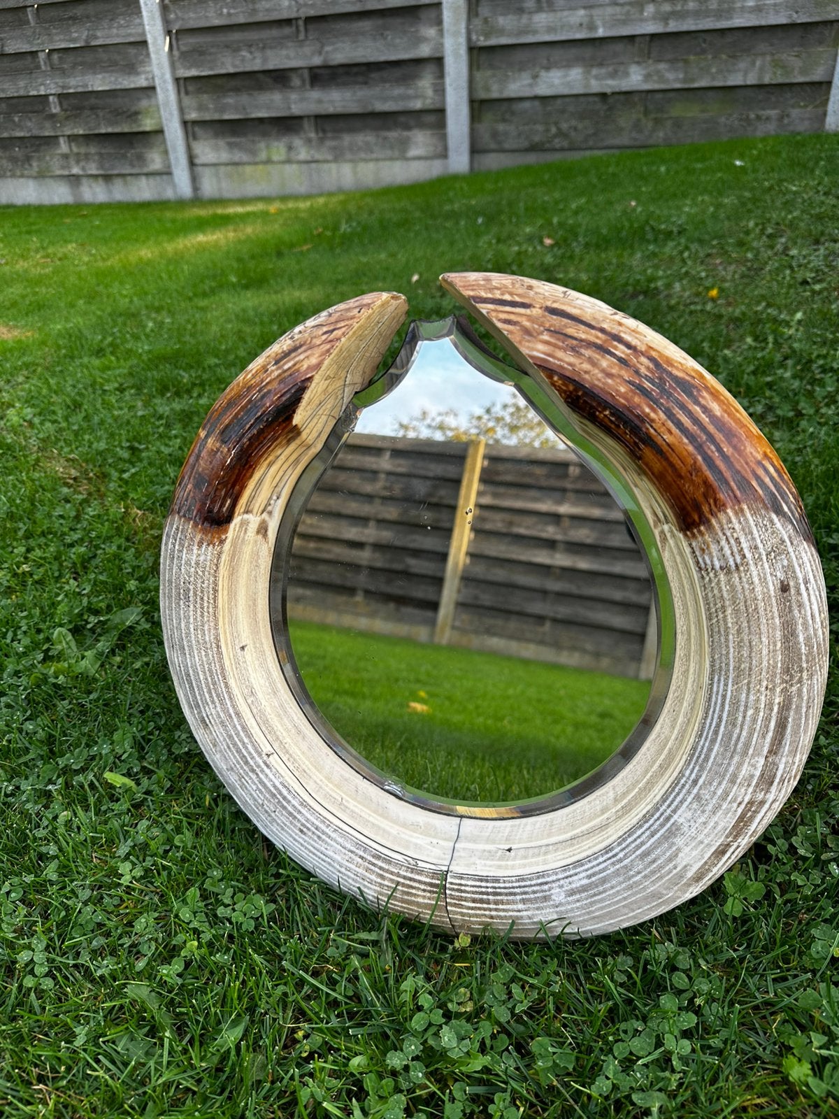 Taxidermie tand spiegel uniek, Enlèvement