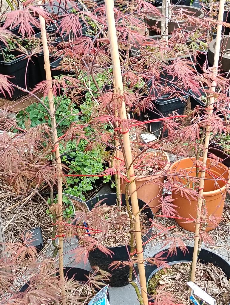Japanse esdoorn garnet dissectum, En pot, Autres espèces, Enlèvement, Ombre partielle