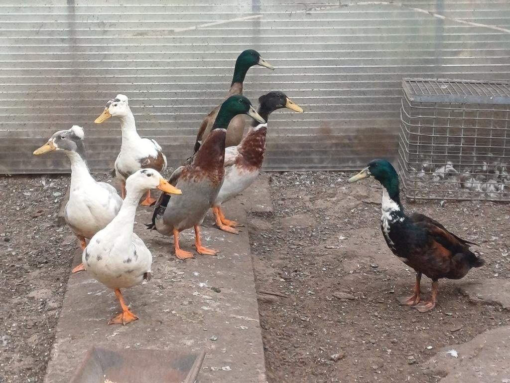 3 loopeenden en 7 kruising kuifeend/loopeend, Dieren en Toebehoren, Pluimvee