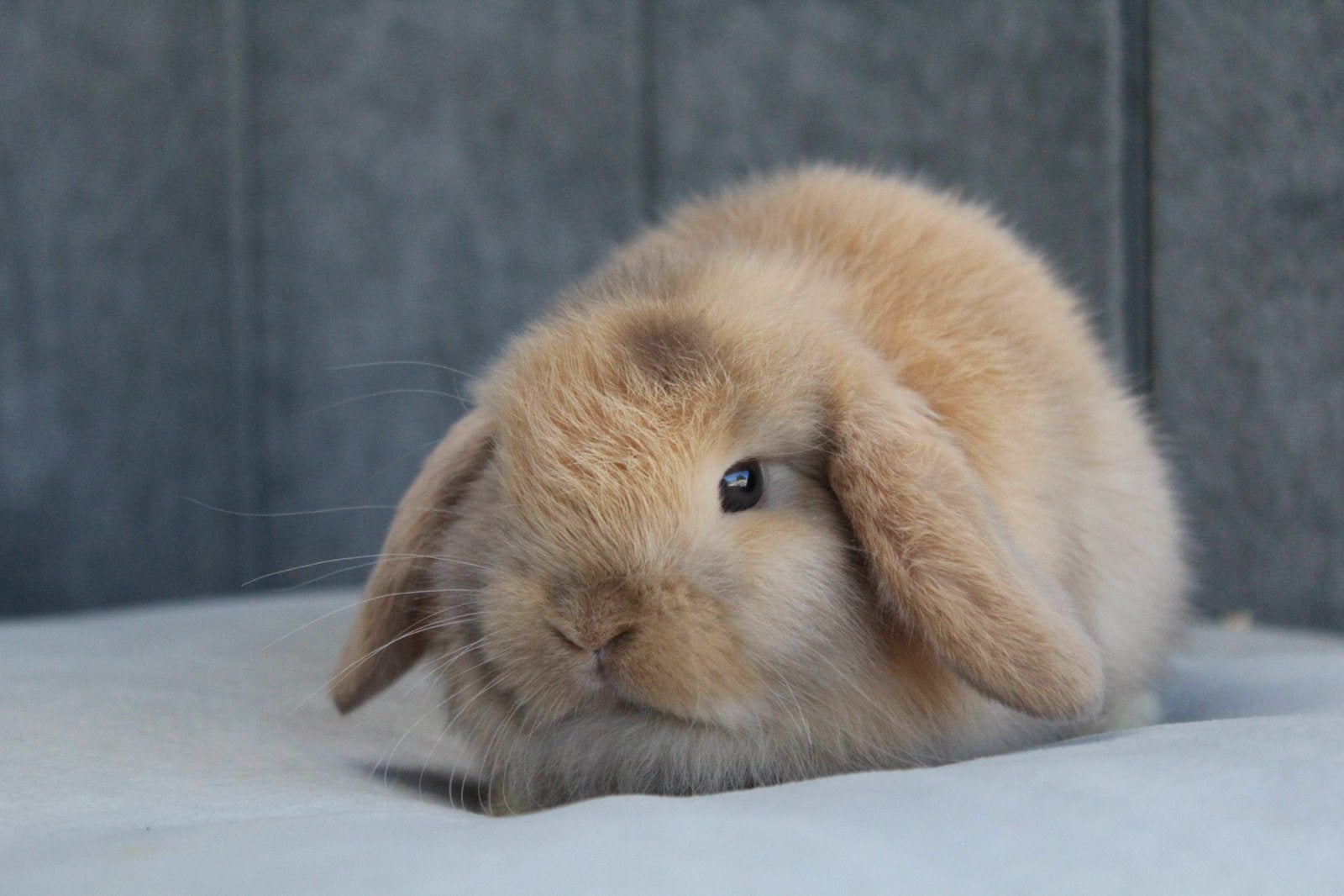 Super knap minilop koppel, Dieren en Toebehoren, Meerdere dieren, Klein, Hangoor, 0 tot 2 jaar