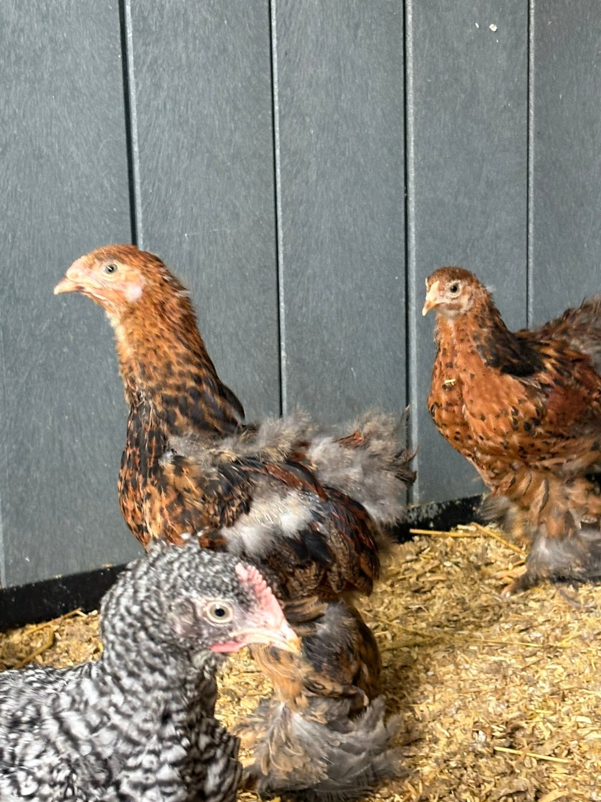 Brahma goudpatrijs jonge hanen, Dieren en Toebehoren