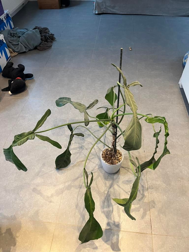 Philodendron Joepii XXL, Ophalen