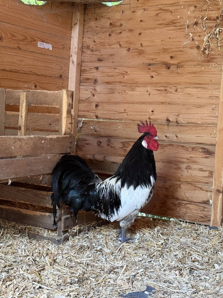 hanen Lakenvelder + goudbrakel, Dieren en Toebehoren, Pluimvee, Kip, Mannelijk
