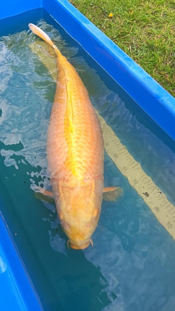 Koi Orenji Female, Animaux & Accessoires, Poissons | Poissons d'étang, Carpe ou Koï