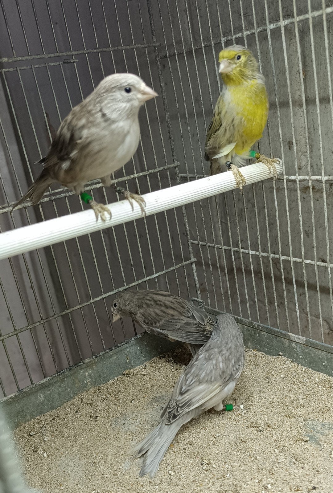 kanaries, Plusieurs animaux, Canari de couleur