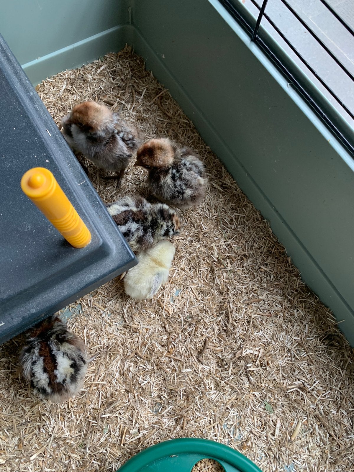 Kuikens Poule de Bresse Gauloise zilverpel  zeldzaam!, Animaux & Accessoires, Volatiles, Poule ou poulet