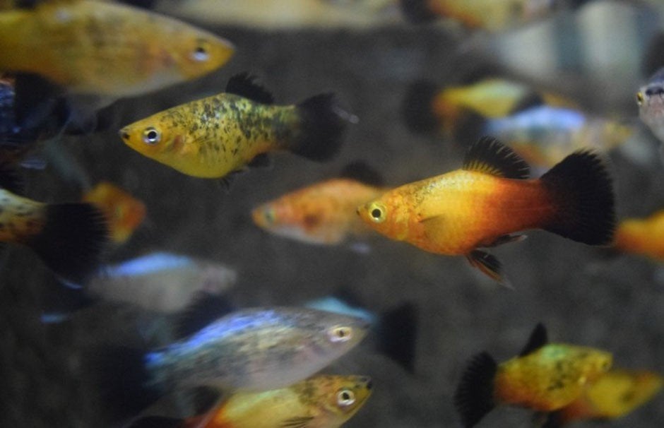 platy mix