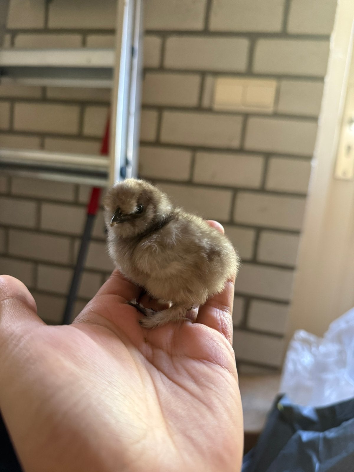 USA zijdehoen kuikens, Dieren en Toebehoren